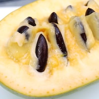 Pack of 15 Pawpaw Seeds - Asimina Triloba - Stratified & Ready to Plant Pack of 15 Pawpaw Seeds - Asimina Triloba - Stratified & Ready to Plant