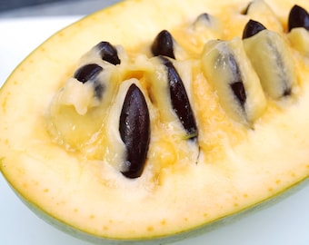 5 PAW PAW Fruit TREE Indian Banana Asimina Triloba Flower Seeds