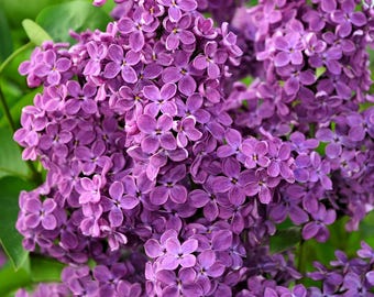 25 FRENCH / Old FASHIONED LILAC Syringa Vulgaris Flower Shrub Bush Seeds