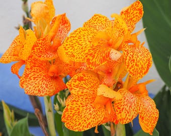 5 YELLOW CANNA LILY Indian Shot Canna Indica Flower Seeds *Comb S/H