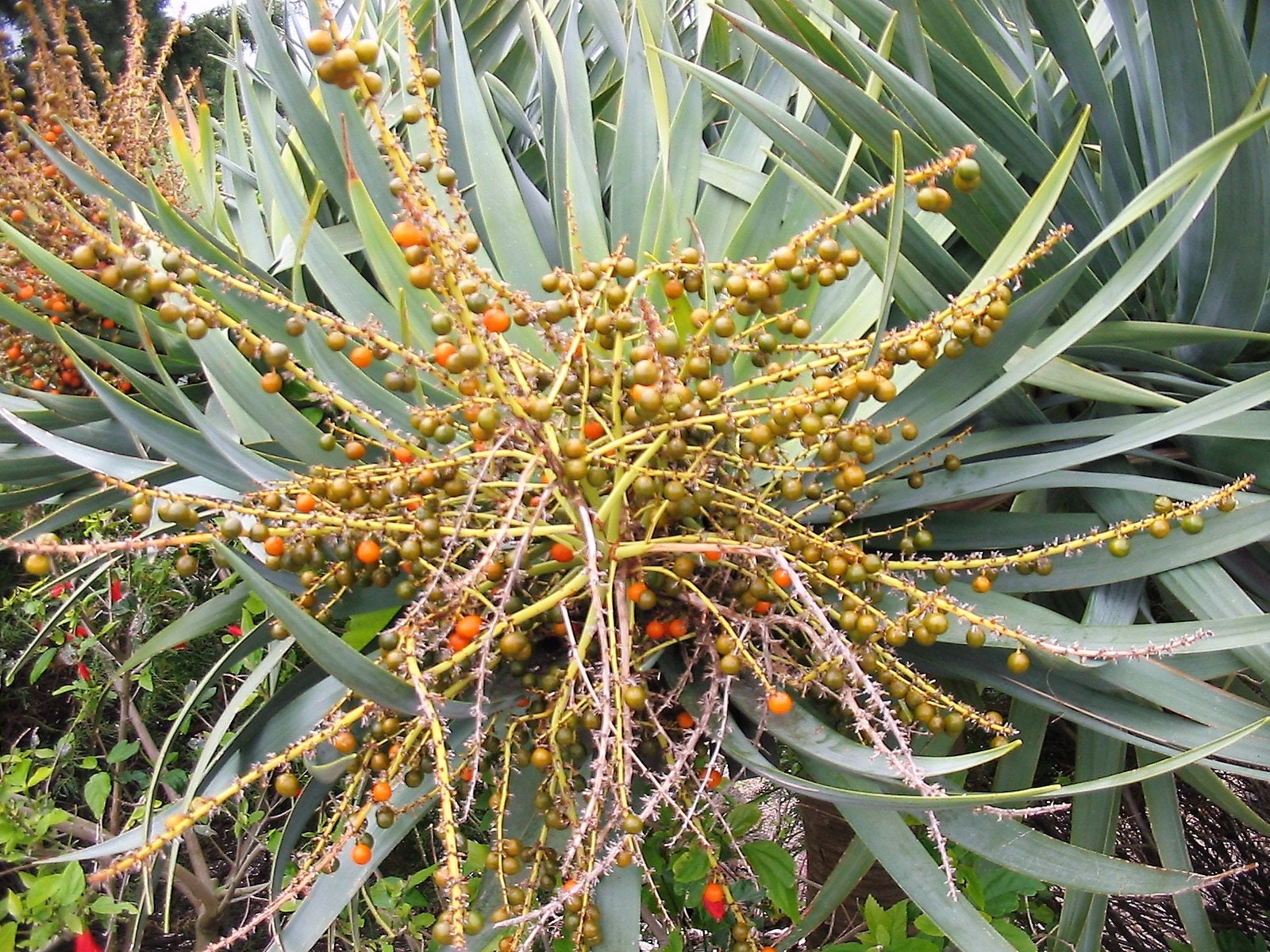 10 Dragon Tree Dracaena Draco Canary Island Drago Blood Asparagus Yucca Evergreen Succulent Houseplant Orange Berry White Flower Seeds Gift