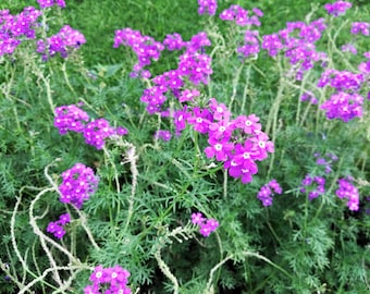 500 Purple HARDY MOSS VERBENA Tenuisecta Fragrant Flower Seeds