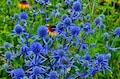 25 BLUE Star SEA HOLLY Eryngium Alpinum Flower Seeds *Comb S/H