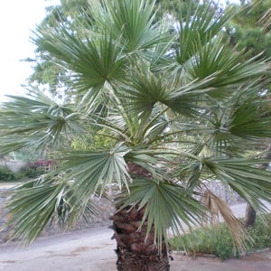 30 CALIFORNIA FAN PALM Tree Petticoat Arizona Desert Washingtonia Filifera Seeds image 10