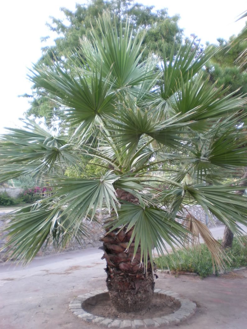 30 CALIFORNIA FAN PALM Tree Petticoat Arizona Desert Washingtonia Filifera Seeds image 10