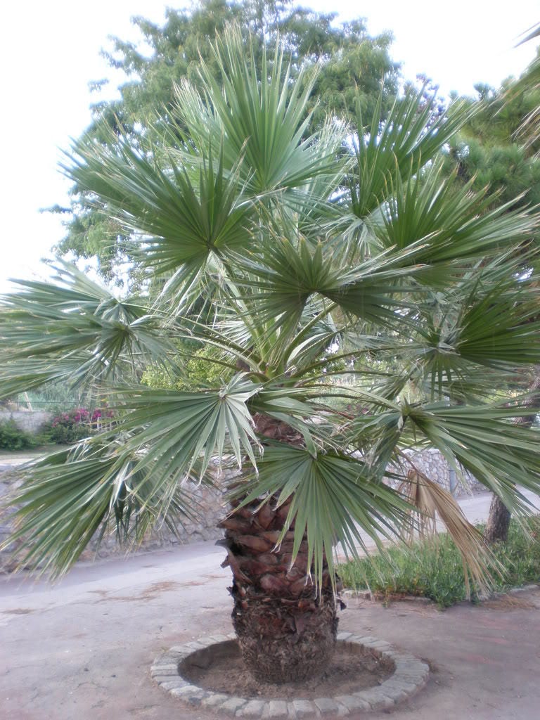 30 CALIFORNIA FAN PALM Tree Petticoat Arizona Desert Washingtonia