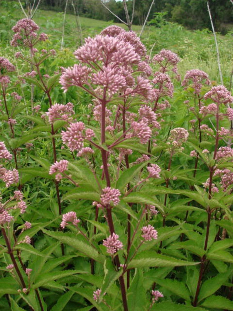 50 Pink JOE PYE WEED Eupatorium Maculatum Flower Seeds image 4