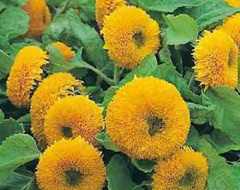 150 Double DWARF TEDDYBEAR SUNFLOWER Helianthus Annuus Yellow Flower Seeds