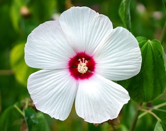 25 Luna WHITE HARDY HIBISCUS Hibiscus Moscheutos Flower Seeds