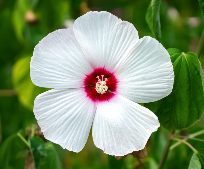 Seedville Luna Hibiscus Flower Seeds - Thumbnail 2