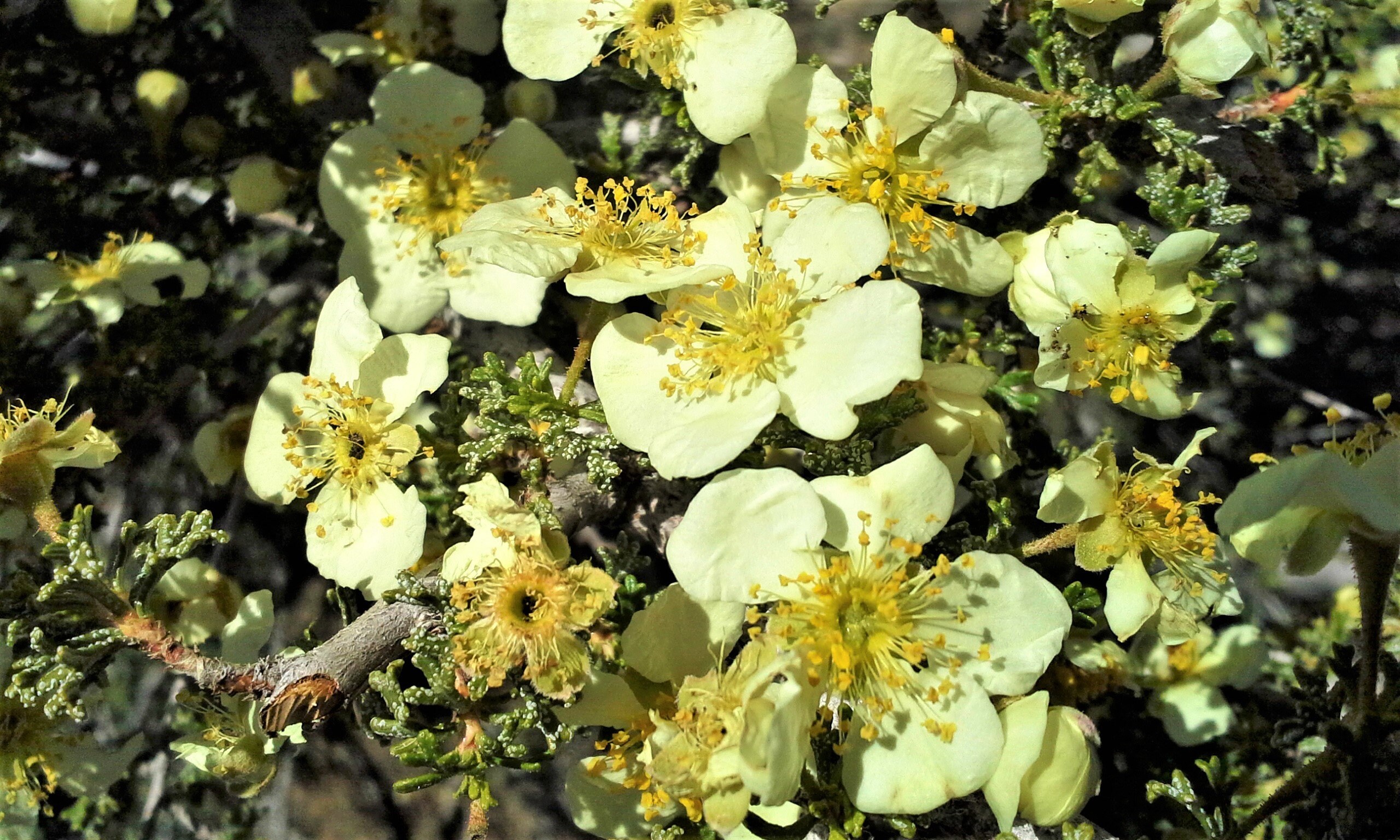 40 STANSBURY CLIFFROSE Purshia Stansburiana Cliff Rose Native Etsy