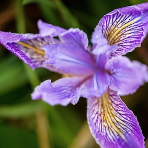 20 Blue & Purple OREGON IRIS ( Tough-Leaf Iris ) Iris Tenax Flower Seeds