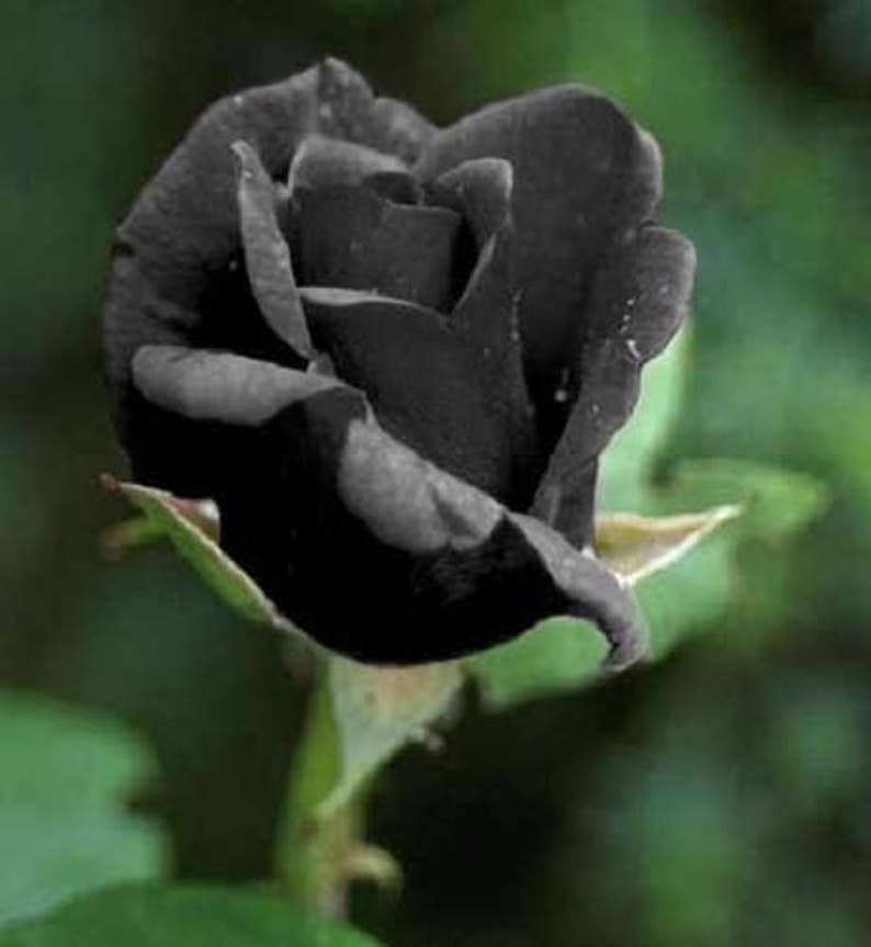 5 BLACK ROSE Rosa Bush Shrub Perennial Flower Seeds flat Etsy Sweden