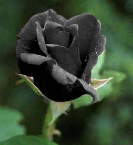Details about / 5 BLACK ROSE Rosa Bush Shrub Perennial Flower Seeds Gift /& Comb S//H