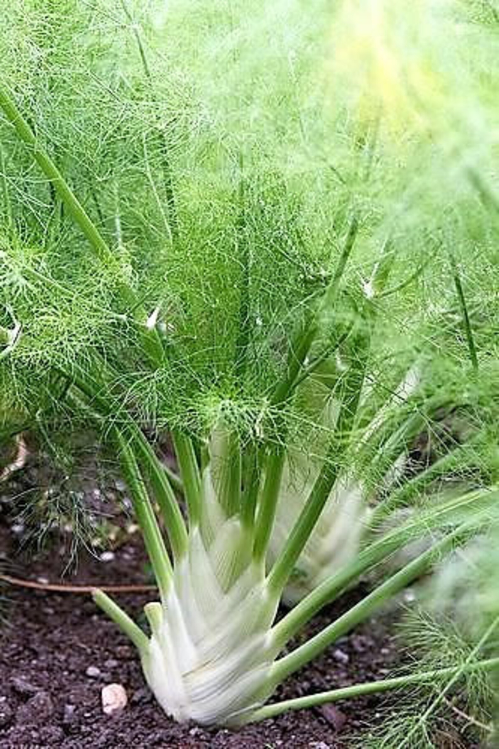 300 SWEET FLORENCE FENNEL Foeniculum Vulgare Azoricum Herb Etsy