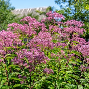 50 sementes de flores rosa JOE PYE WEED Eupatorium Maculatum