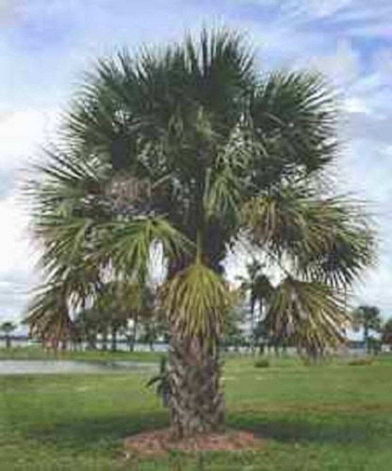 10 Hardy SABAL PALM TREE Cabbage Palmetto Flower Seeds Etsy