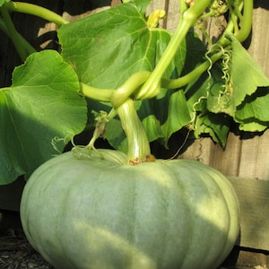 15 JARRAHDALE GREEN PUMPKIN Jarradale Bleu gris Cucurbita maxima Graines de légumes