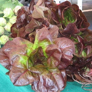 3000 ROTER ROMAINE-SALAT Lactuca Sativa Gemüsesamen * Flat Versand