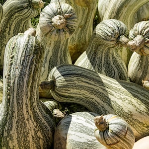 30 Green Striped CUSHAW SQUASH PUMPKIN (Tennessee Sweet Potato Squash) Cucurbita Mixta Vegetable Seeds