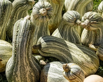 30 Green Striped CUSHAW SQUASH PUMPKIN (Tennessee Sweet Potato Squash) Cucurbita Mixta Vegetable Seeds