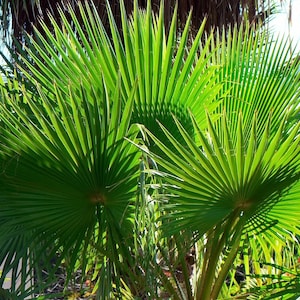 30 CALIFORNIA FAN PALM Tree Petticoat Arizona Desert Washingtonia Filifera Seeds image 5