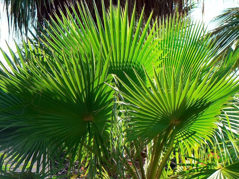 30 CALIFORNIA FAN PALM Tree Petticoat Arizona Desert Washingtonia Filifera Seeds image 5