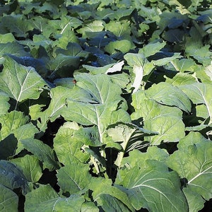 1000 Zwerg Essex Rapskohl Brassica Napus Gemüsesamen