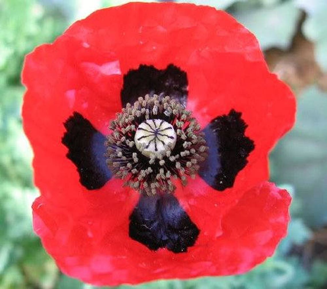 Oriental Poppy Seeds – Mixed Colors (Red, Pink, Orange, White) – Perennial, Non-GMO, 500 Seeds