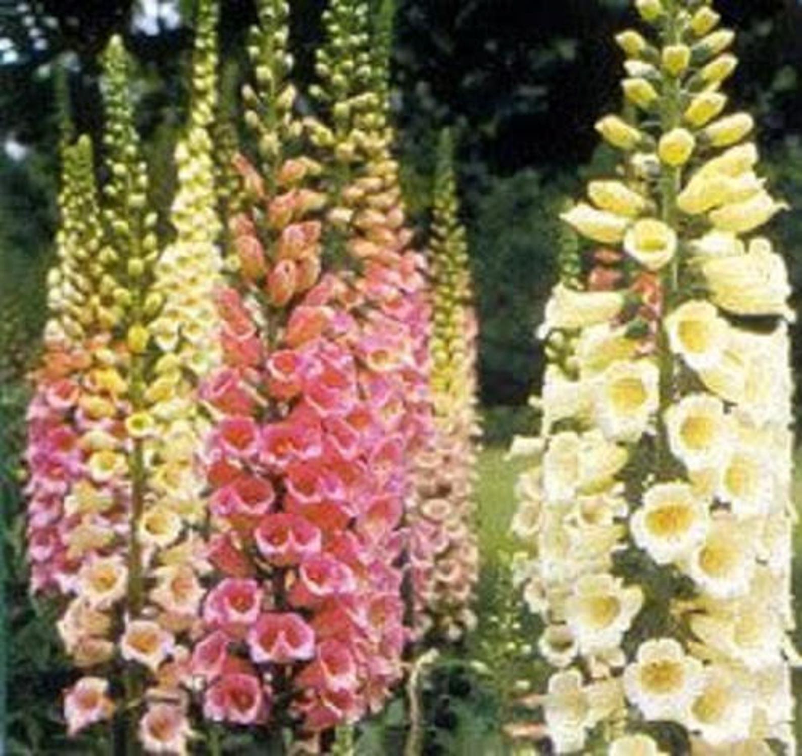 1000 DWARF FOXY Mix FOXGLOVE Digitalis Purpurea Flower Seeds | Etsy