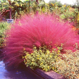 40 PINK MUHLY GRASS Cotton Candy Grass Muhlenbergia Capillaris Native Seeds