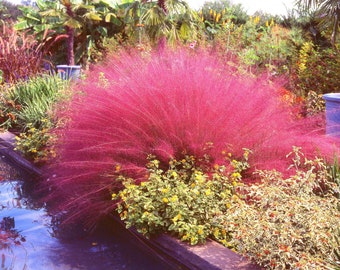 40 PINK MUHLY GRASS Cotton Candy Grass Muhlenbergia Capillaris Native Seeds