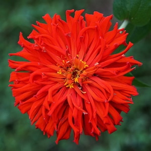 300 Burpeeana Giant Mix CACTUS FLOWERED ZINNIA Elegans Flower Seeds
