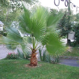 30 CALIFORNIA FAN PALM Tree Petticoat Arizona Desert Washingtonia Filifera Seeds image 6