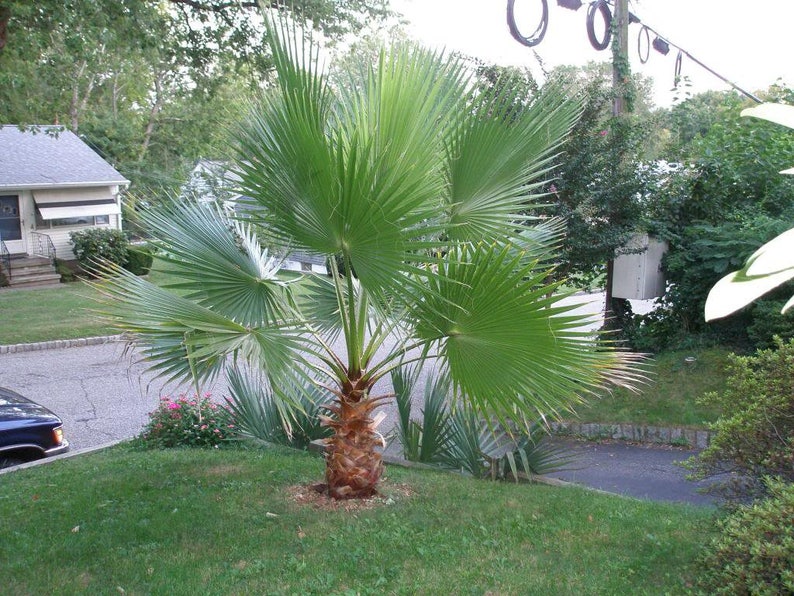 30 CALIFORNIA FAN PALM Tree Petticoat Arizona Desert Washingtonia Filifera Seeds image 6