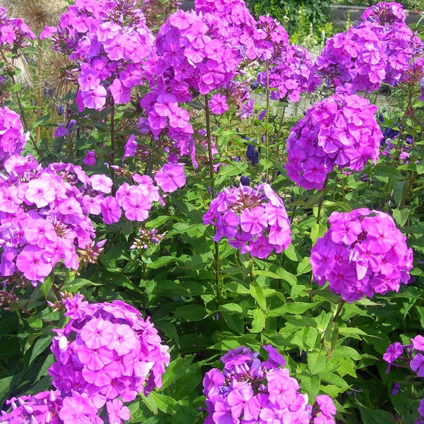 10 Tall PURPLE PHLOX Paniculata Garden Summer Native Hummingbird Flower Seeds