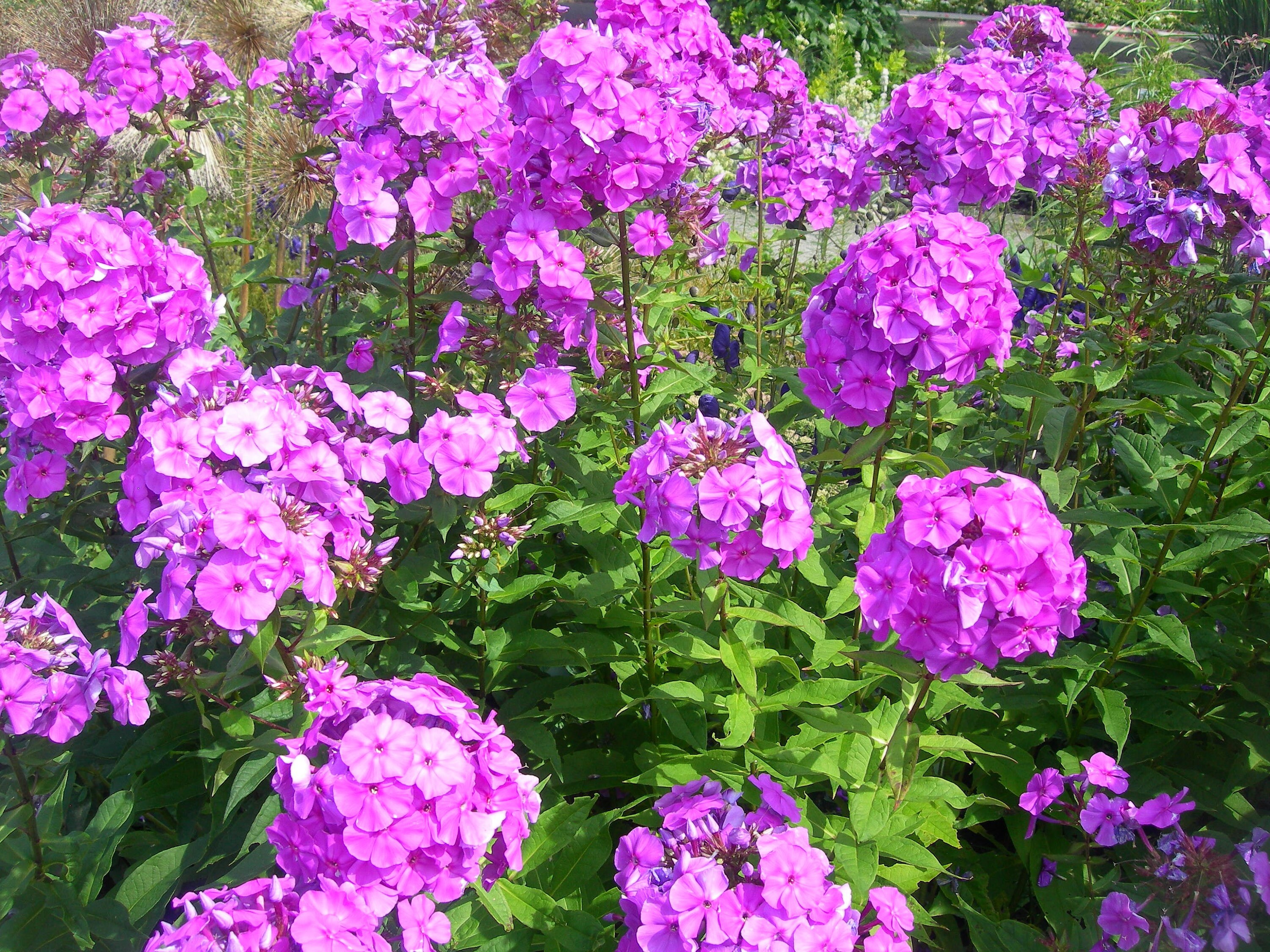 100Pcs Mixed Color Phlox Paniculata Seeds Hummingbird Flower Garden Decor Sturdy 100Pcs Mixed Color Phlox Paniculata Seeds Hummingbird Flower Garden Decor Sturdy