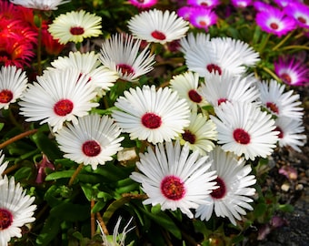 100 Gelato WHITE ICE PLANT Mesembryanthemum Livingstone Daisy Flower Seeds