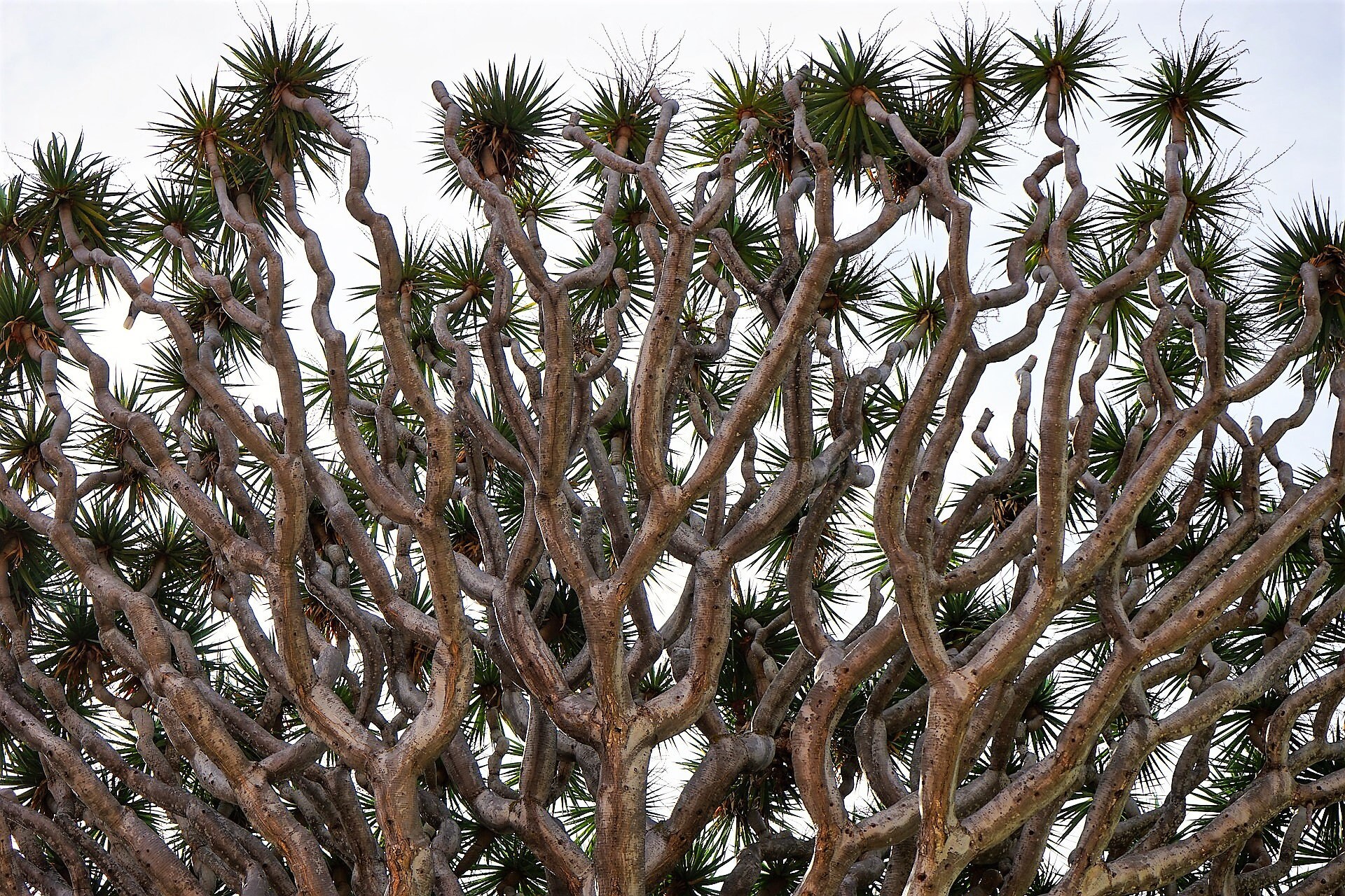 10 Dragon Tree Dracaena Draco Canary Island Drago Blood Asparagus Yucca Evergreen Succulent Houseplant Orange Berry White Flower Seeds Gift