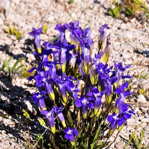 200 FRINGED GENTIAN Gentiana Crinita Gentianopsis Native Herb Blue Purple Flower Seeds