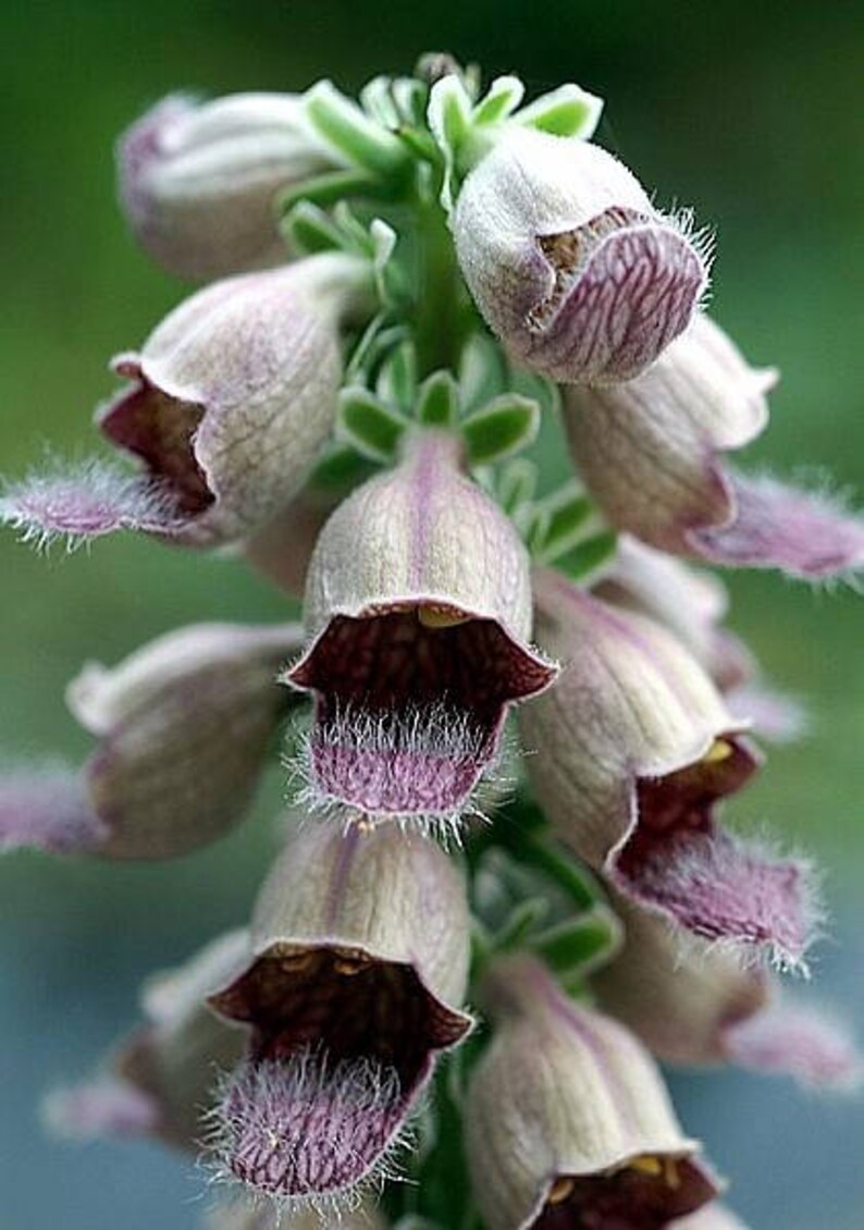 50 RUSTY FOXGLOVE Hummingbird Flower Digitalis Ferruginea Etsy