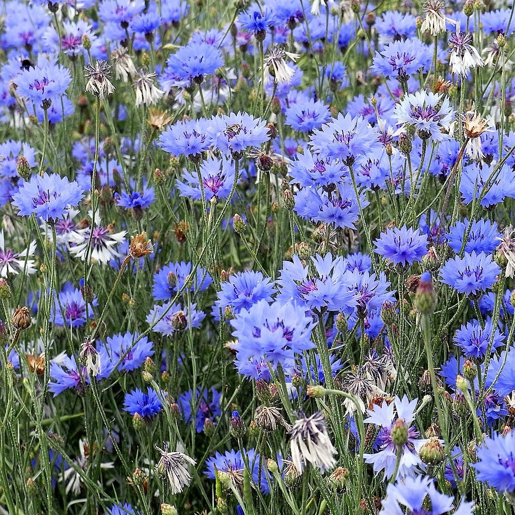 1000 Dwarf Blue BACHELORS BUTTON CORNFLOWER Flower Seeds