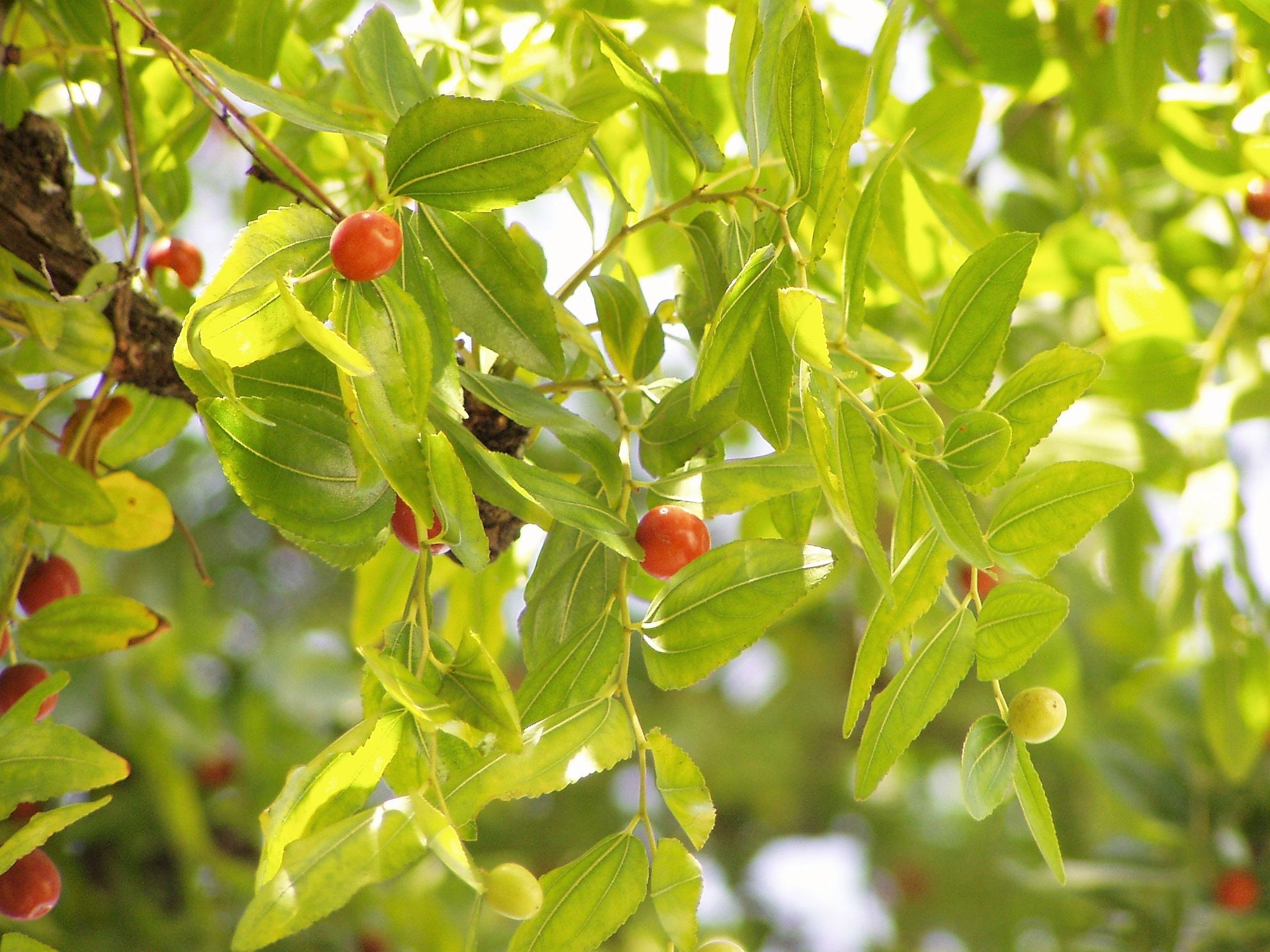 20 ASIAN DATE Jujube Ziziphus Spinosa Common Chinese Tsao Red - Etsy