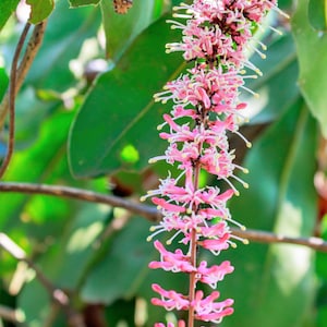 5 MACADAMIA NUT Tree Macadamia Integrifolia Brown Shell Beige Nut Fruit White & Pink Flower Seeds image 4