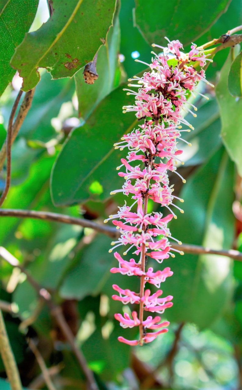 5 MACADAMIA NUT Tree Macadamia Integrifolia Brown Shell Beige Nut Fruit White & Pink Flower Seeds image 4