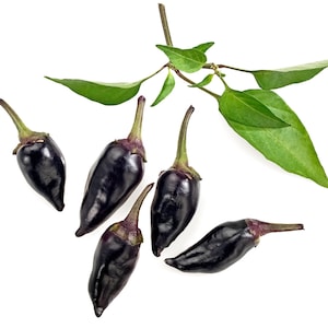 25 BLACK HUNGARIAN PEPPER Capsicum Annuum Mildly Hot Vegetable Seeds *Flat Shipping
