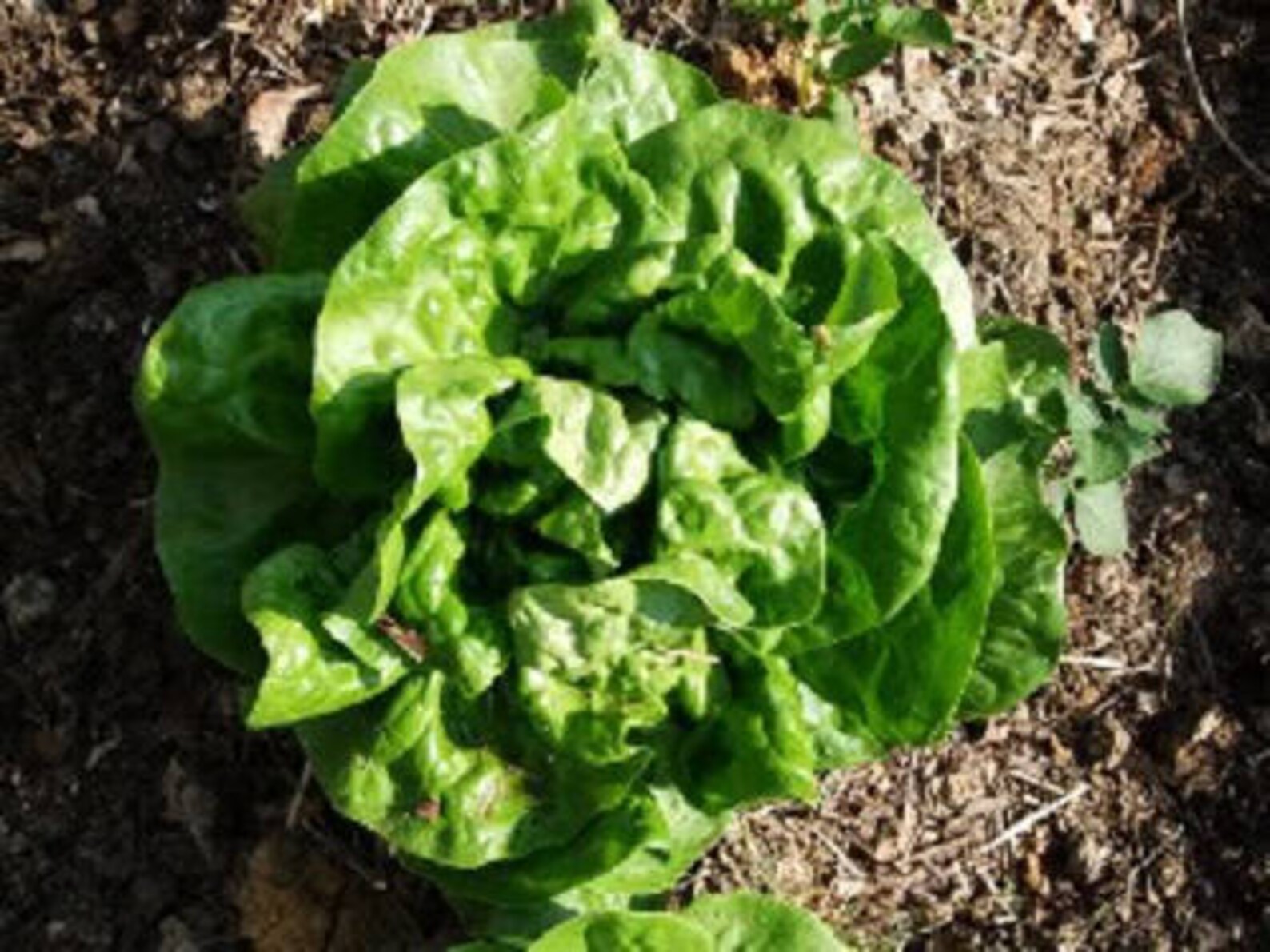 3000 BUTTERCRUNCH LEAF LETTUCE Lactuca Sativa Vegetable Seeds Etsy
