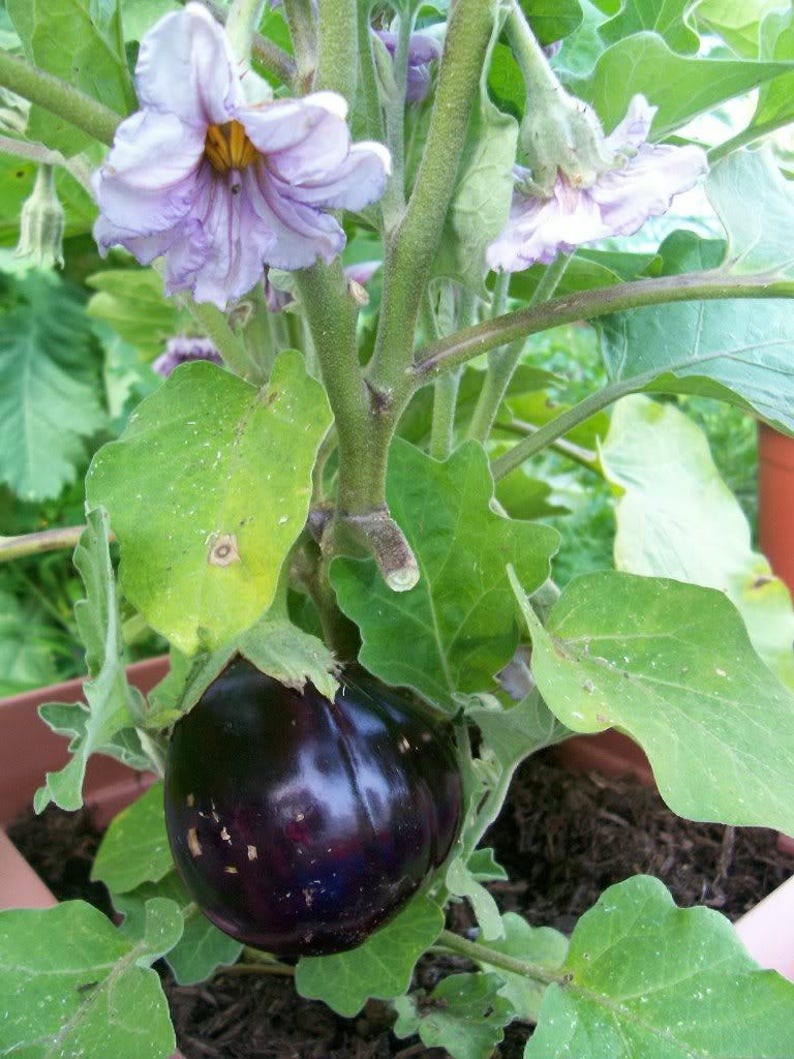 1000 BLACK BEAUTY EGGPLANT Solanum Melongena Esculentum Etsy