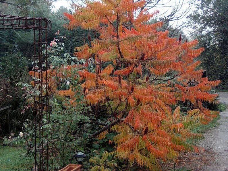 75 SMOOTH SUMAC TREE Red Berries Rhus Glabra Borealis Seeds Etsy