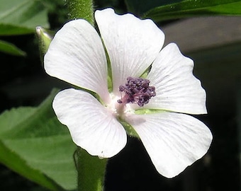 50 WHITE MARSH MALLOW Althea Officinalis Flower Seeds